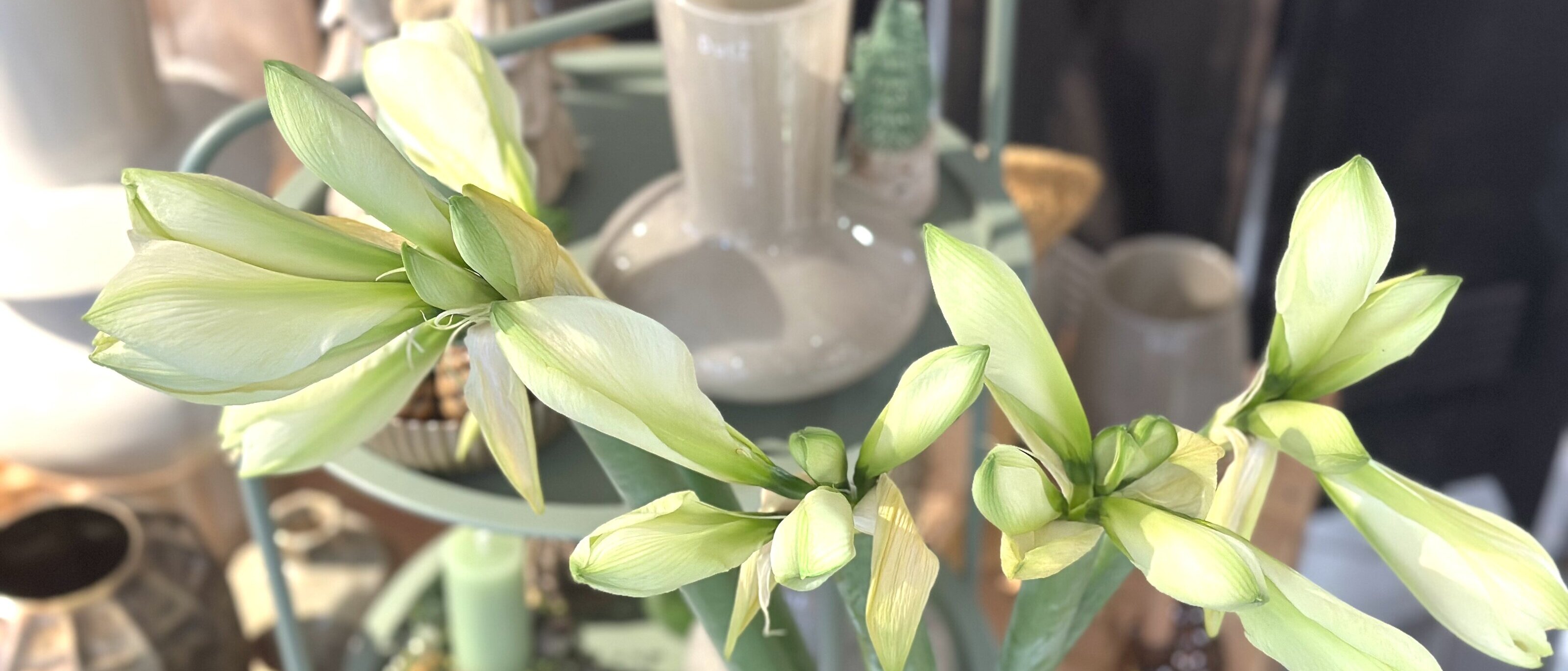 Amaryllis in weiß im Blumenladen Silbernagel